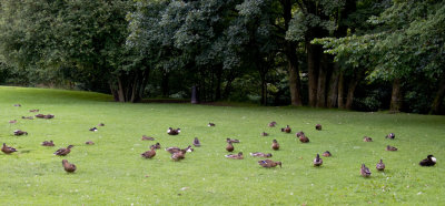 Ducks at Dunsop Bridge