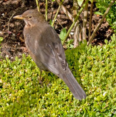 Blackbird in Alnwick Gardens