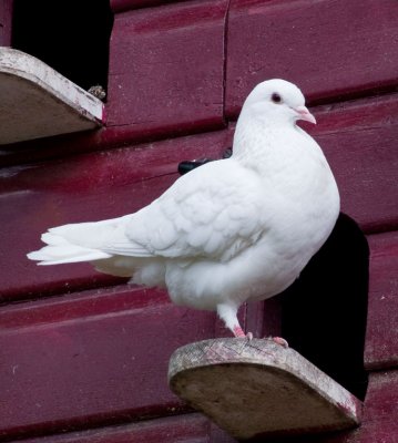 Dove in Alnwick Gardens
