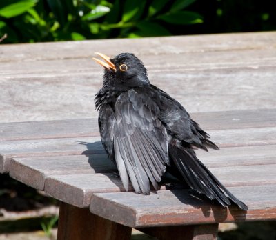 Blackbird sun bathing in the garden