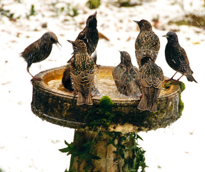 Starlings' bath time