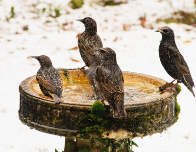 Starlings on guard