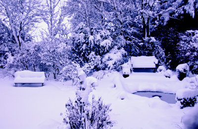Snow in the back garden