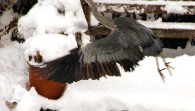 Heron in flight -flying away from my pond