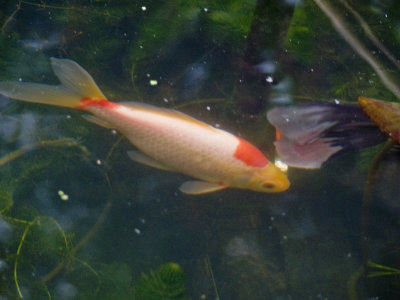 Goldfish in my pond
