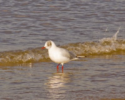 Seabird at Formby.