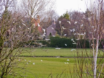 Seagulls on field behind our house 2 March 2008.
