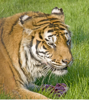 Tiger with his dinner
