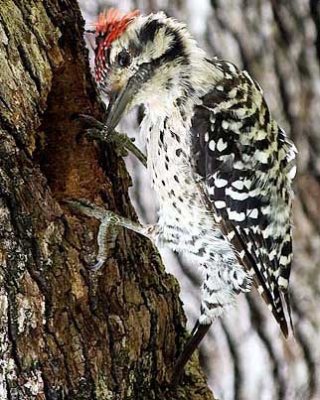 ladderback_woodpecker_3_iBird_portrait.jpg