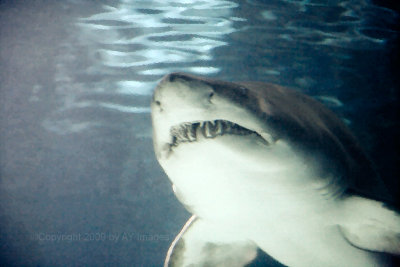 Greynurse Shark  (Carcharias taurus)