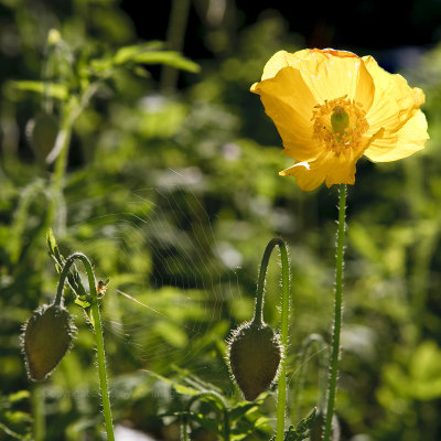 Double Welsh Poppy (Meconopsis cambrica)