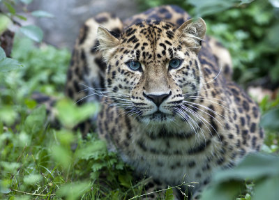 Amur Leopard (Panthera pardus orientalis)