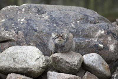 Pallas Cat (Otocolobus manul)