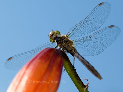 Forget if it's a dragonfly or damselfly.