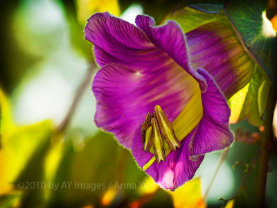 Klockranka (Cobaea scandens)