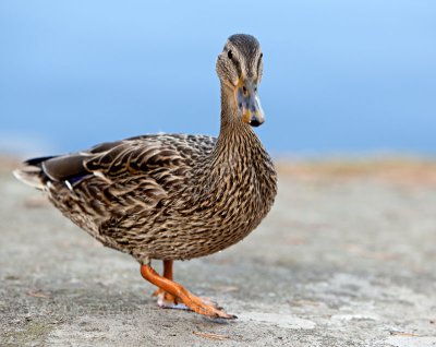 Mallard (Anas Platyrhynchos)