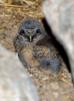 burrowing owl chick