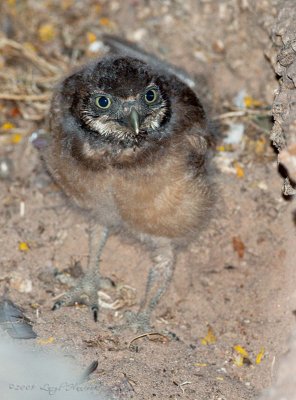 baby burrowing owl