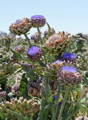 Artichoke Flowers