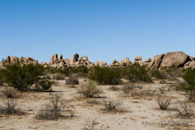 Joshua Tree National Park