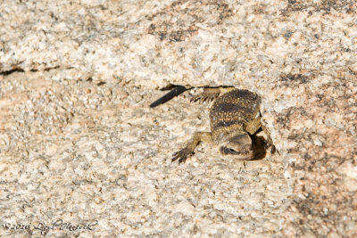 Joshua Tree National Park