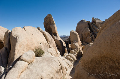 Joshua Tree National Park