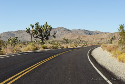 Joshua Tree National Park