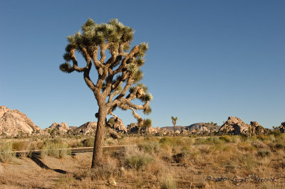 Joshua Tree National Park