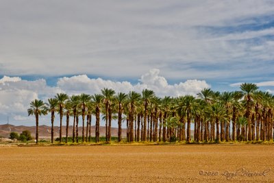 Date Farm