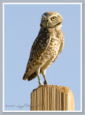 burrowing owl.. May 7, 2007