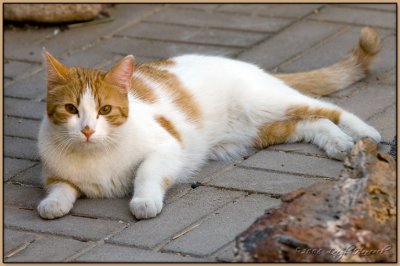 Felix