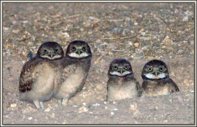 baby burrowing owls