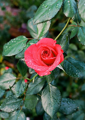 Backyard Rose #1
