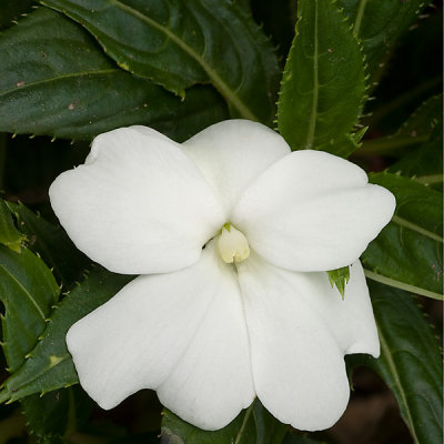 White Flower