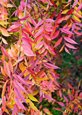 Fall Leaves