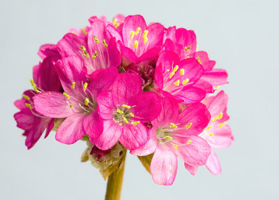 Small Flowers