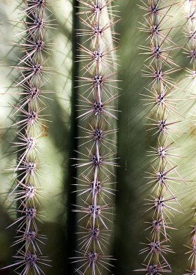 Saguaro - Up Close