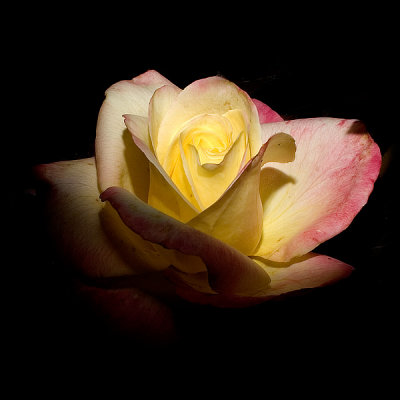 Spot Light Rose