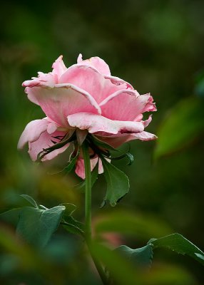 Old Pink Rose