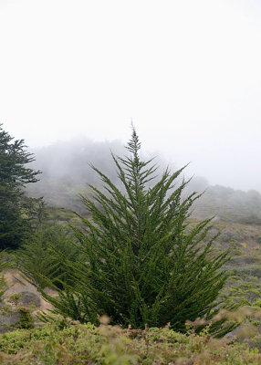 Hill Side Tree