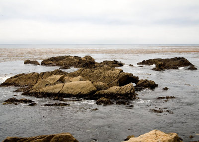 Kelp Bed off of Point Lobos