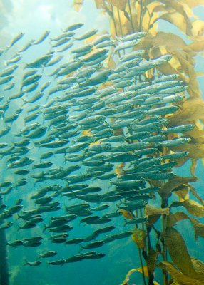 The Kelp Bed at the Aquarium