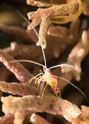 Some Kind of Shrimp
