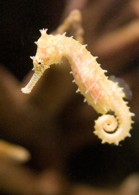 Sea Horse