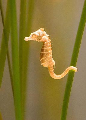 Baby Sea Horse