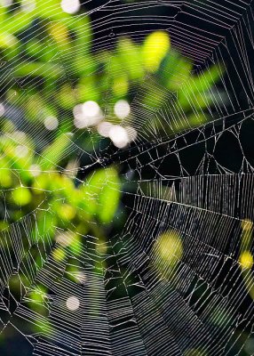 Morning Spider Web