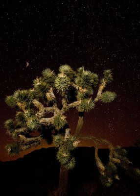 Joshua Tree October 2009