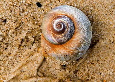 Moon Snail