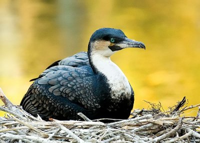 WAP Bird