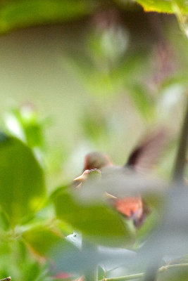 Garden Humingbird #4